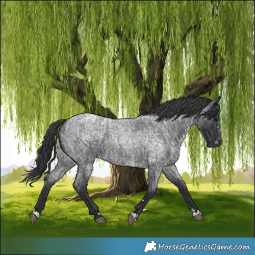 Horse Color:Blue Roan  and Blue Roan 