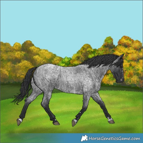 Horse Color:Blue Roan  and Blue Roan 