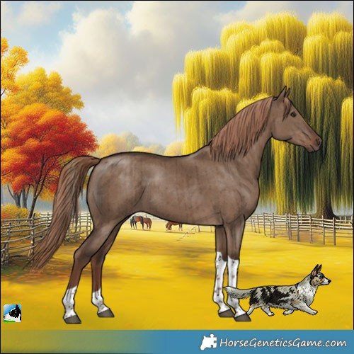Horse Color:Liver Red Dun Tobiano Rabicano Brindle