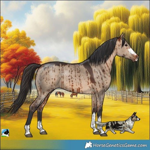 Horse Color:Bay Dun Rabicano Brindle 