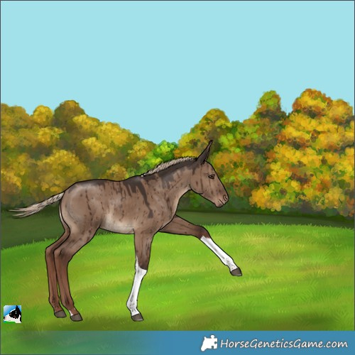 Horse Color:Liver Red Dun Tobiano Rabicano Brindle 