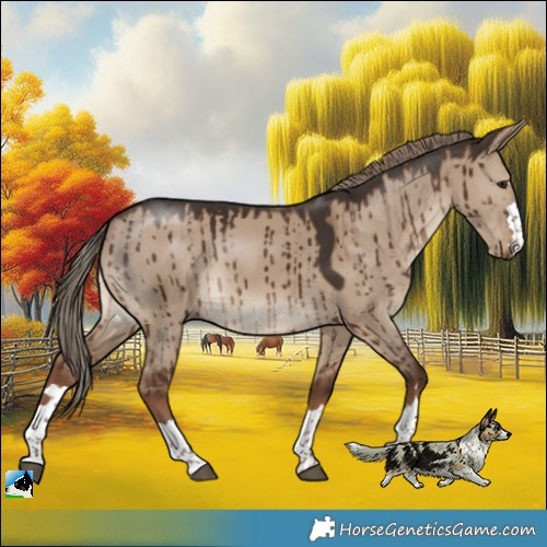 Horse Color:Liver Red Dun Rabicano Brindle