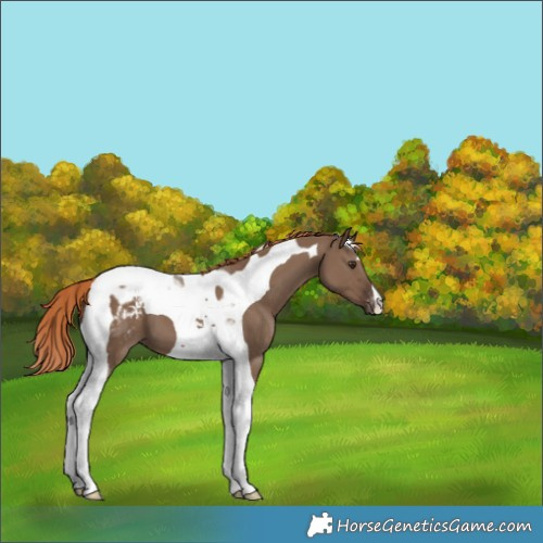 Horse Color:Liver Red Dun Tobiano Appaloosa 