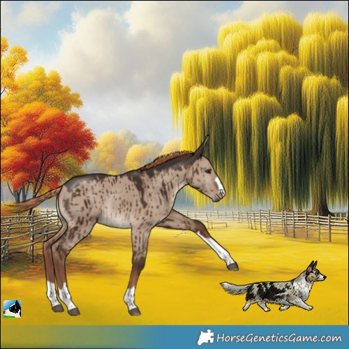 Horse Color:Liver Red Dun Rabicano Brindle