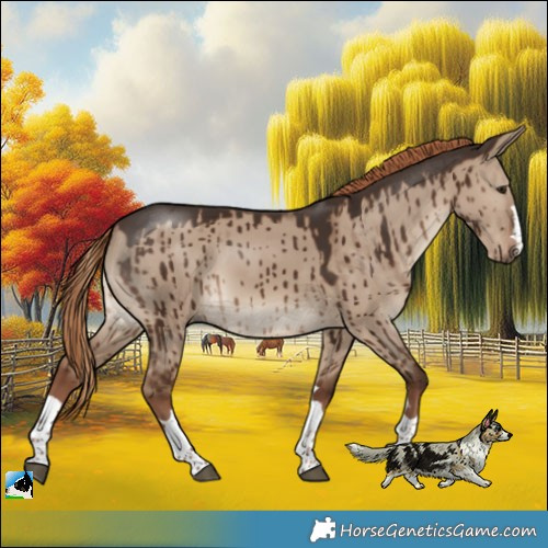 Horse Color:Liver Red Dun Rabicano Brindle