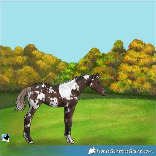 Horse Color:White Spotted Liver Chestnut Appaloosa 