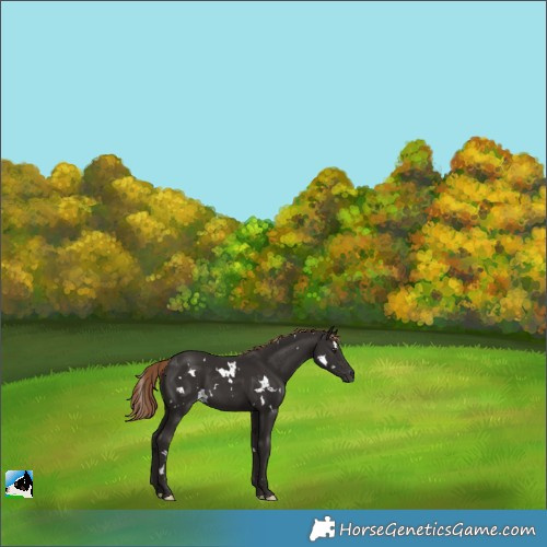 Horse Color:White Spotted Liver Chestnut