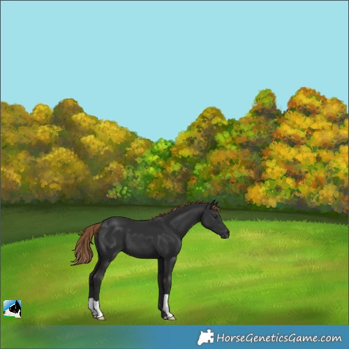 Horse Color:Liver Chestnut 