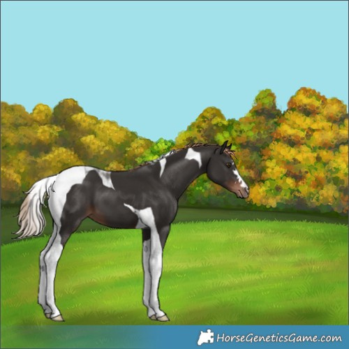Horse Color:Liver Chestnut Tobiano