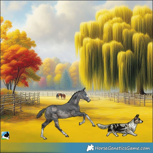 Horse Color:Black Merle