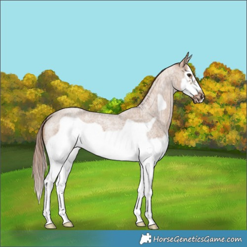 Horse Color:Red Dun Roan Splash Frame Rabicano 