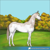 Horse Color:Red Dun Roan Splash Frame Rabicano 