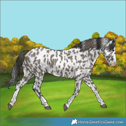 Horse Color:Grullo Appaloosa