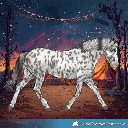 Horse Color:Grullo Leopard