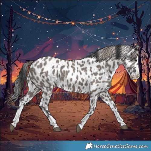 Horse Color:Grullo Appaloosa