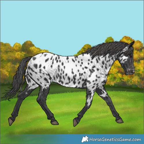 Horse Color:Black Appaloosa