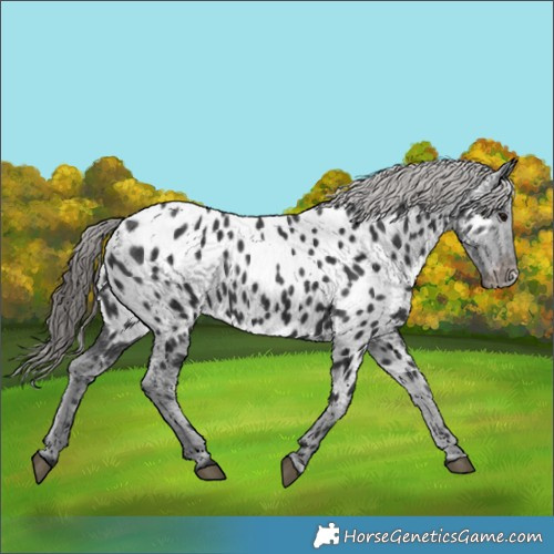 Horse Color:Black Near Leopard 