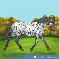 Horse Color:Black Appaloosa 