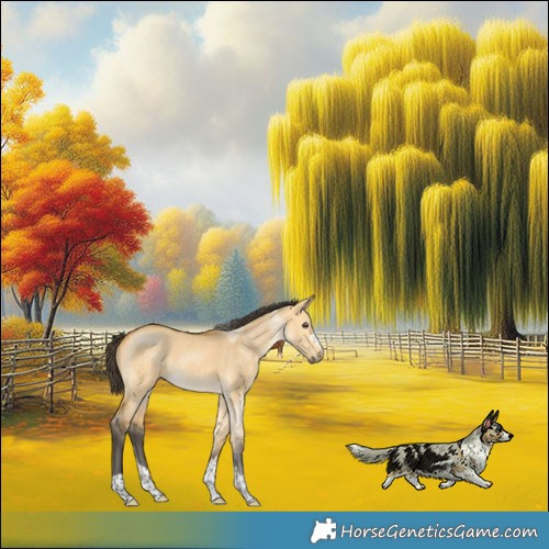 Horse Color:Buckskin Dun