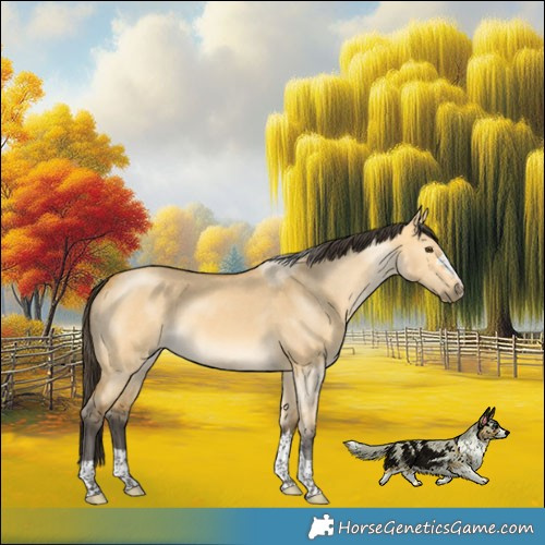 Horse Color:Buckskin Dun