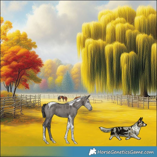 Horse Color:Smoky Grullo Merle Tobiano