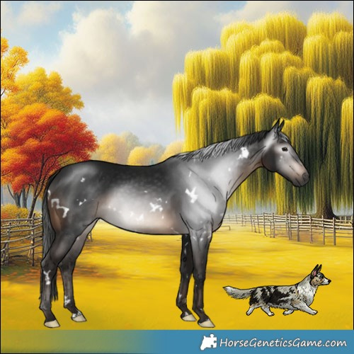 Horse Color:Gray White Spotted Brown 
