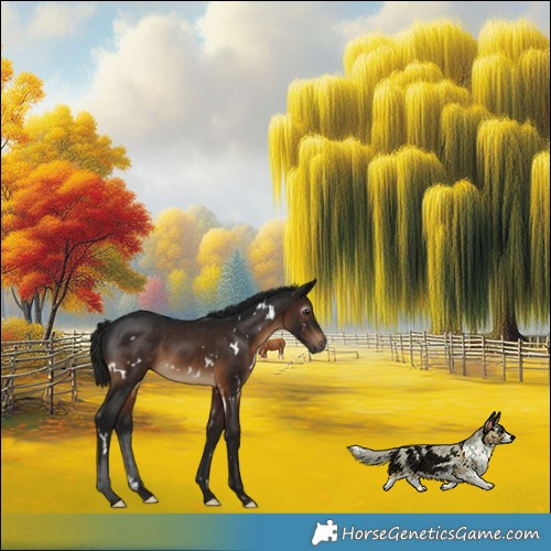 Horse Color:Gray White Spotted Brown