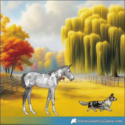 Horse Color:Gray White Spotted Black Merle