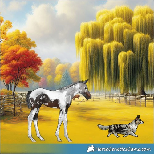 Horse Color:Gray White Spotted Brown Tobiano