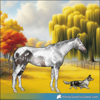 Horse Color:Gray White Spotted Brown Tobiano 