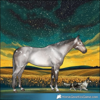 Horse Color:Gray White Spotted Bay Merle 