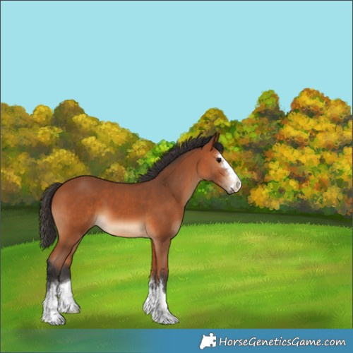 Horse Color:Unknown 