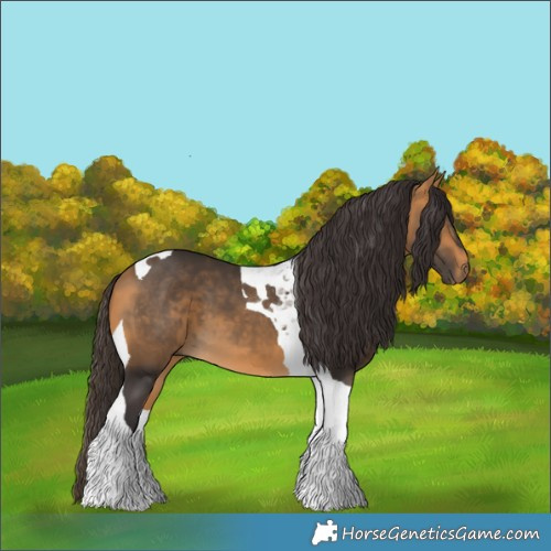 Horse Color:Buckskin Tobiano