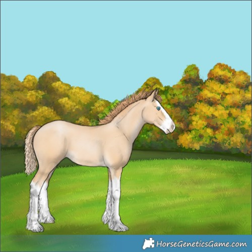 Horse Color:Buckskin Pearl Splash 