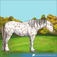 Horse Color:Bay Appaloosa