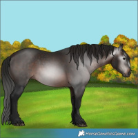 Horse Color:Gray White Spotted Bay