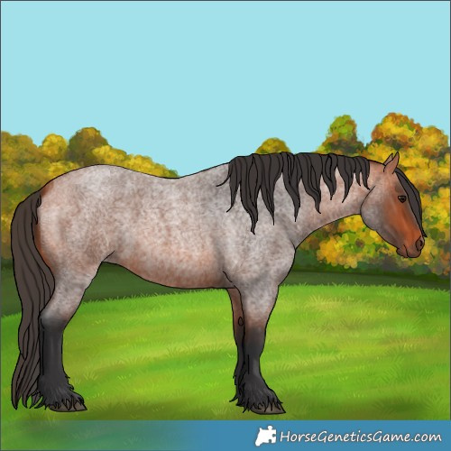 Horse Color:Bay Roan 