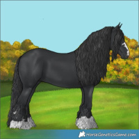 Horse Color:Black 