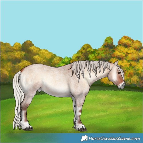 Horse Color:Silver Bay Roan Onyx