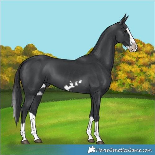 Horse Color:Black Splash Frame 