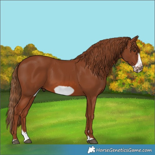 Horse Color:Chestnut Splash Frame 