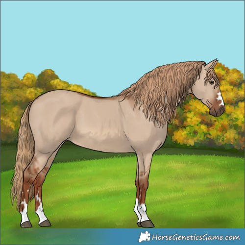 Horse Color:Red Dun 