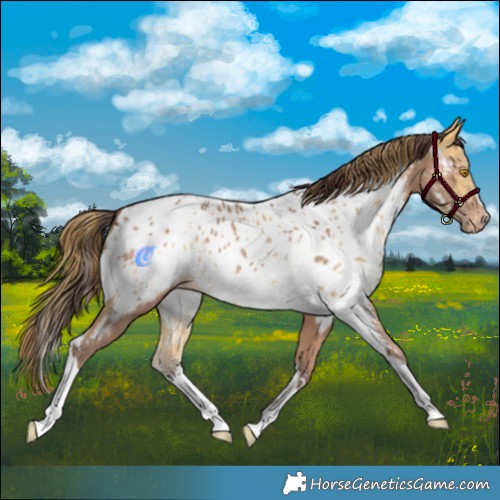 Horse Color:Amber Champagne Sabino Tobiano Appaloosa  and Amber Cream Champagne Sabino Tobiano Appaloosa 