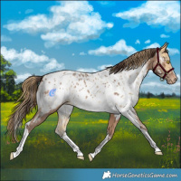 Horse Color:Amber Champagne Sabino Tobiano Near Leopard  and Amber Cream Champagne Sabino Tobiano Near Leopard 