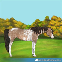 Horse Color:Amber Champagne Sabino Tobiano Appaloosa  and Gray Amber Champagne Sabino Tobiano Appaloosa 