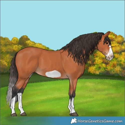 Horse Color:Bay Splash Frame