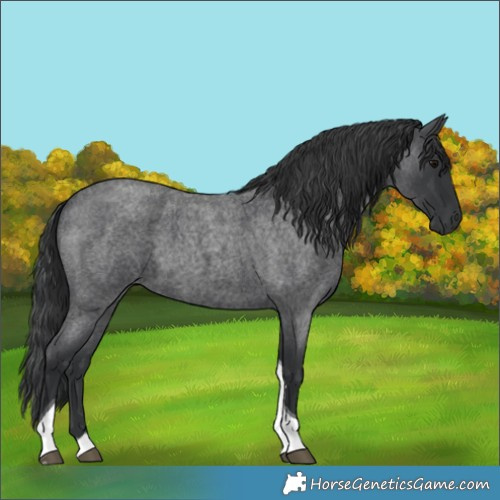 Horse Color:Blue Roan Tobiano