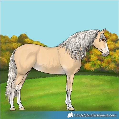 Horse Color:Palomino 