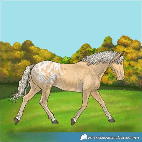 Horse Color:Palomino Appaloosa