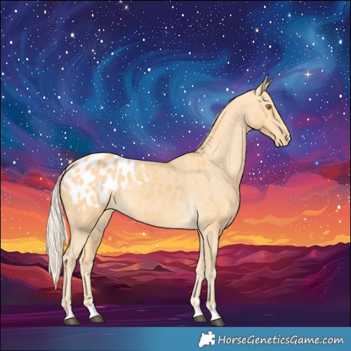 Horse Color:Palomino Appaloosa